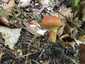 Sárga gyűrűstinóru (Suillus grevillei), Mátra. Kizárólag vörösfenyővel nő